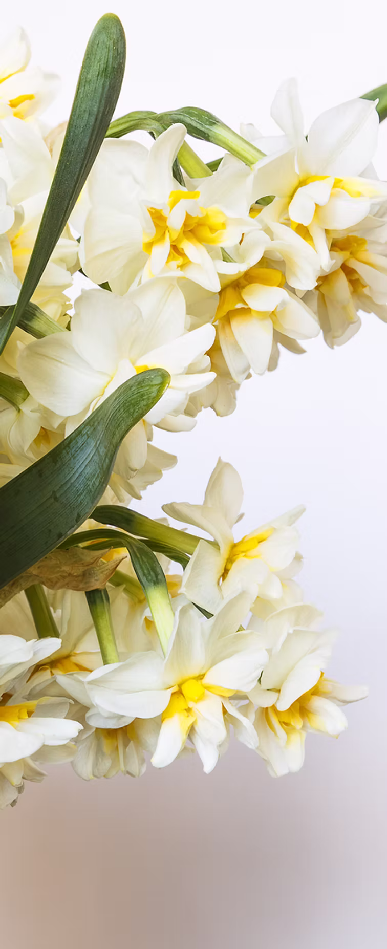 Jarka